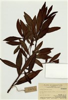 藏品(斑葉紫金牛)的圖片